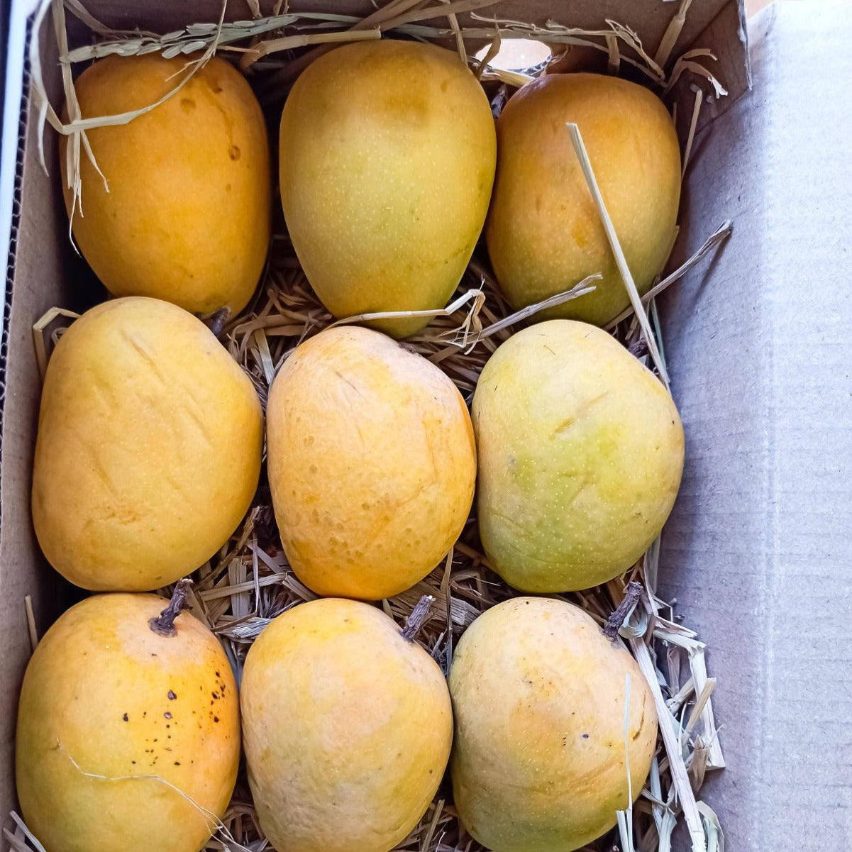 Alphonso