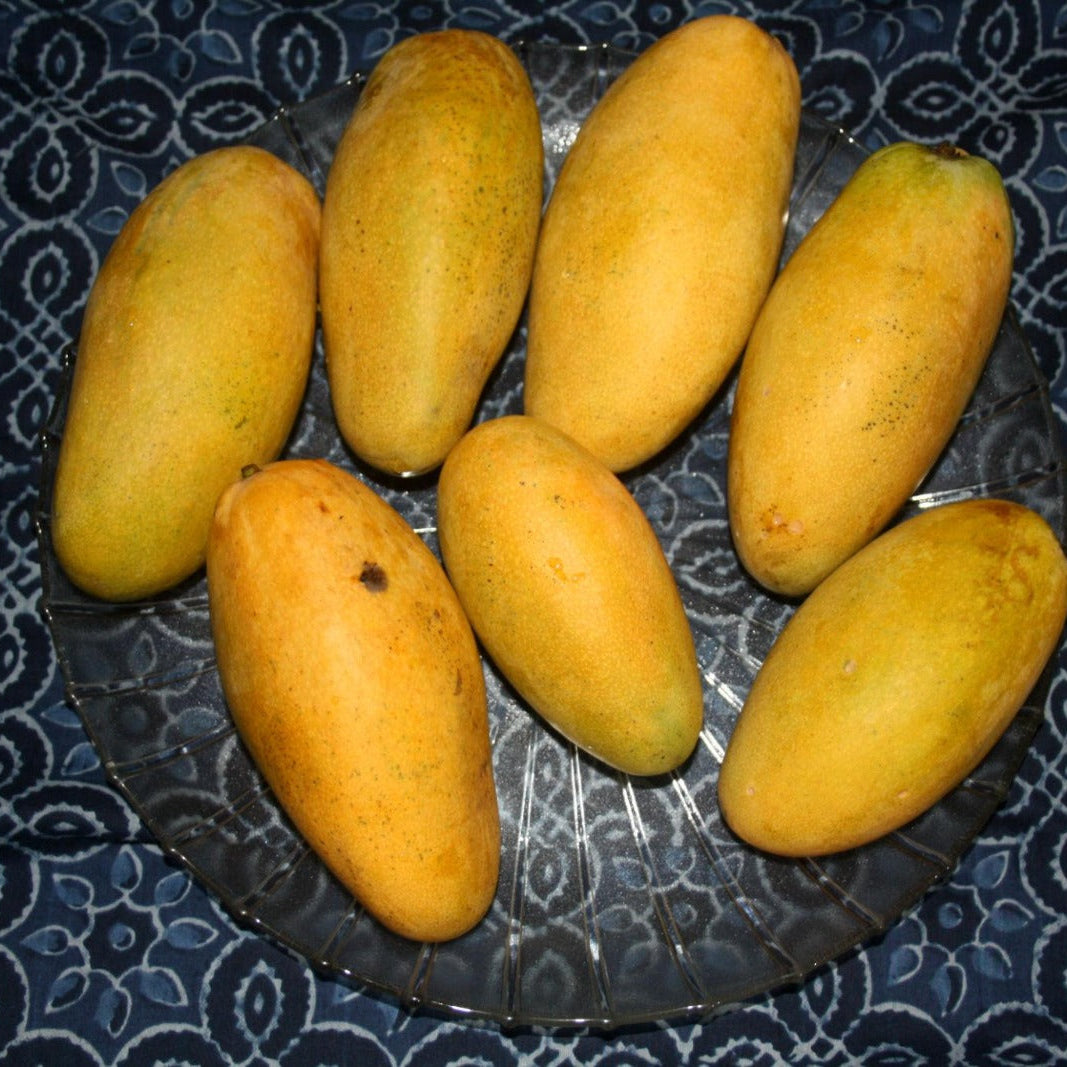 Dasheri
